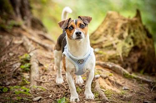 CHIARA MIA Soft Chest Harness, Size XL (Soft Dog Harness, Water-Repellent Fabric Exterior, Adjustable with Velcro Closure - Image 3