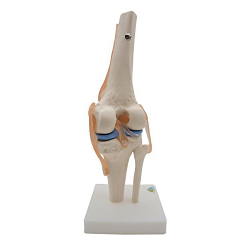 Modèle anatomique de squelette d'articulation du genou humain Modèle d'enseignement avec ligaments Taille réelle
