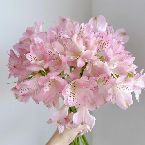 50 Pc Semillas De Alstroemeria - Flores Decorativas, Semillas De Bonsai, Alstroemeria Híbrida, Decoración De Otoño, Plantas Exóticas Resistentes Plantas Raras, Decoración De Salón.
