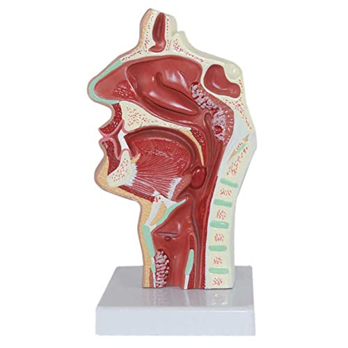 Modèle anatomique de cavité buccale nasale pour simplifier la relation docteur-patient - 2