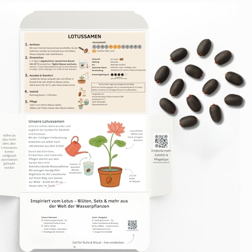 Stillestube® Lotus Samen 75 Stück – 100% Lotus, ganze Samen | Perfekt für Aussaat, Teich & Dekoration