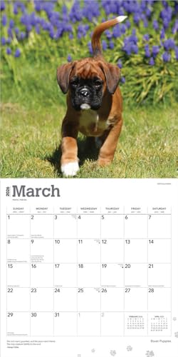 Boxer Puppies – Boxer Welpen 2026 – 16-Monatskalender: Original BrownTrout-Kalender [Mehrsprachig] [Kalender] (Wall-Kalender)