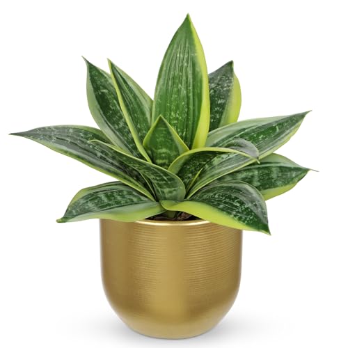 Hollyone Artificial Snake Plants 9" Faux Agave Succulent Plant Potted