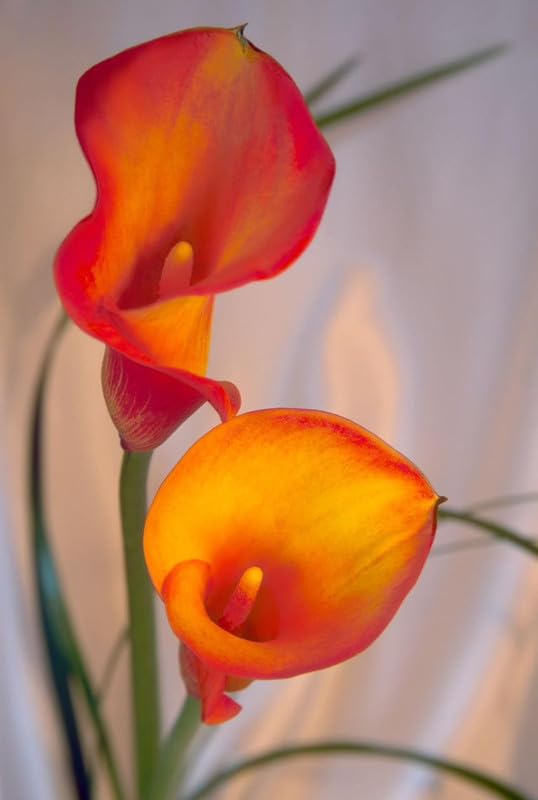 Radha Krishna Agriculture® Calla lily imported flowers bulbs for Your Garden | peach color Calla lily Flowering Plants Bulbs | all season Flowering bulb for Planters pack of 1 bulb 4