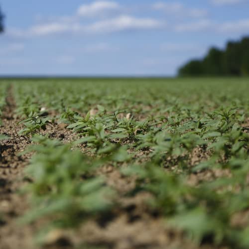 Der Hanfbayer® | Bio Hanfmehl | Backen | Naturbelassen ohne Zusatzstoffe | Made in Germany | Kohlenhydratarm | Proteinquelle - 420g