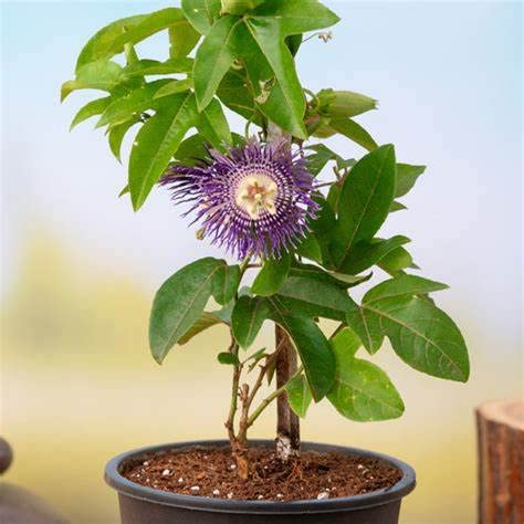 Mphmi Live Plant Nursery NCR Passiflora incarnata Purple krishana Kamal Plant (B0C3BHT81F) Amazon Price History, Amazon Price Tracker