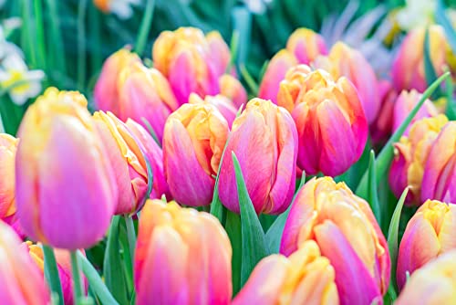 10 Pink Passion Tulip Bulbs for Planting - Easy to Grow Fall Planting Flowers for Bright Spring Blooms