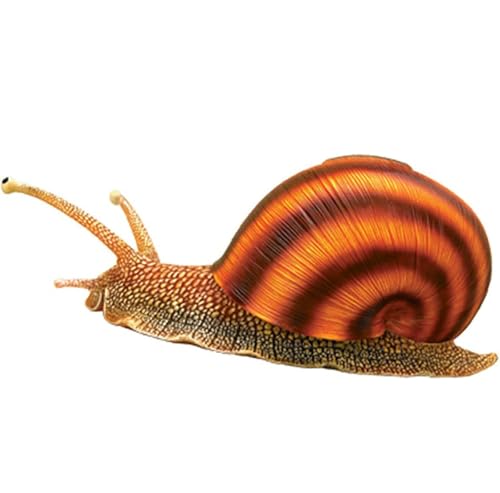 Fgtgwfc 20972 4D Snails Anatomy Skeleton Model, Animal Anatomy 32 Bodies And Detachable Parts Of The Model Anatomical Model thumb #3