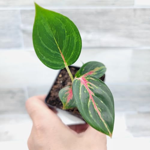 Aglaonema Ammaj Jareon – Rare Thai Chinese Evergreen | 3″ Fully Rooted Live Indoor Houseplant | Exotic Pink & Green Foliage | Easy-Care Tropical Decorative Plant for Home or Office