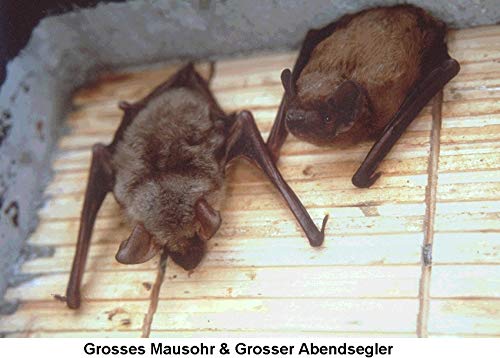 Schwegler Naturschutzprodukt Fledermaus Nistkasten Nisthöhle Fledermaushöhle 1FF mit eingearbeiteter Holzrückwand aus Holzbeton Höhe 43 cm