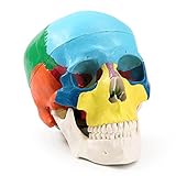 Annhua Human Colored Skull Model 3-Part Anatomical Skull Model Life Size, Anatomy Didactic Exploded Head Skull Model Colorful for Medical Students, Art Reference and Medical Study
