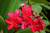 plumeria rubra giftig Dieser Baum ist besonders bekannt für seine auffälligen Blüten, die in Grüppchen zusammenstehen und vor allem im Sommer zu bewundern sind - und dann sehr lange. Die Blüten werden für ihre Langlebigkeit sehr geschätzt und haben einen eigenen Duft, es gibt sie in Weiß, Gelbtönen, Rosa, Rot und noch vielen Pastell-Variationen.