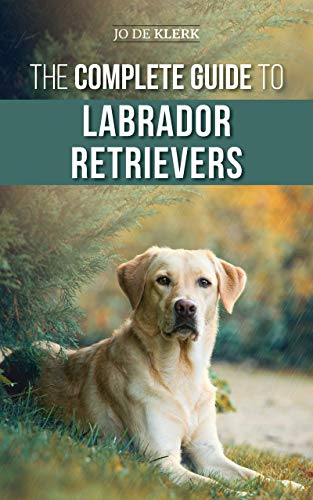 labrador retriever store