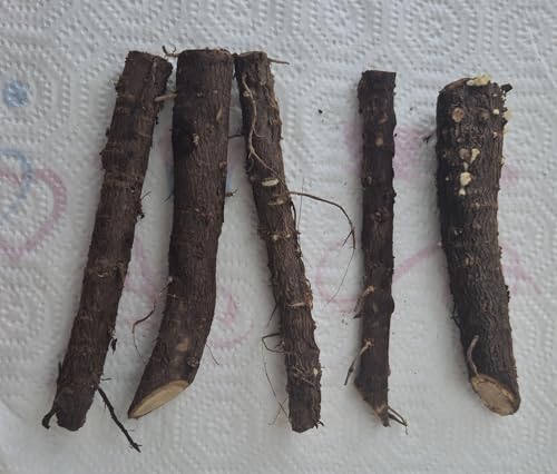 5 x Wurzelstecklinge Paulownia Turbo Pro Kiribaum Blauglockenbaum Kaiserbaum schnellwachsend winterhart schattenspendend