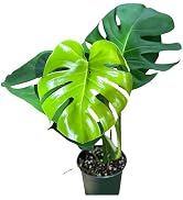 philodendron sun red Philodendron ‘Sun Red’ Live Plant main image 0