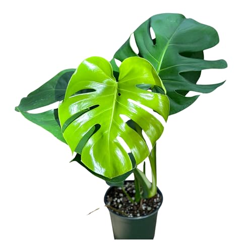Monstera Deliciosa Live Plant With 4 Inch Pot - Monstera Swiss Cheese Plant - Split Leaf Indoor Plants Live Houseplants - Easy to Care Plants For Home, Office, Wedding Decor & Gift(Heat Pack Included)