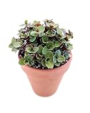 Callisia Repens Sedum (Turtle Vine) (2" Grower Pot) - Easy and Low Light Houseplant - Best Indoor Plant for Home and Office Decoration