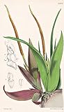  Oberonia Iridifolia. Iris-leaved Oberonia. Tab. 4517 - Asia Asien / Orchidee orchid / Pflanze Planzen plant plants / flower flowers Blume Blumen / botanical Botanik botany / aus \