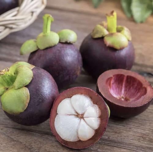Live Plant - Mangosteen (Garcinia Mangostana) Exotic Fruit Tree 10”-12”