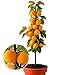 BALDUR Garten Säulen-Aprikosen, Aprikosenbaum 1 Pflanze, Prunus armeniaca winterhart Obstbaum Säulenobst, platzsparende Säule für kleine Gärten, Balkone & Terrassen, blühend