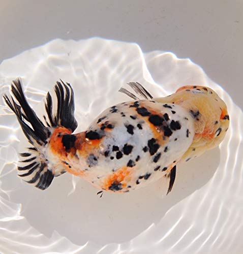 Amazon | Guriffin Japan 金魚 江戸錦 親物サイズ四歳 (1匹) [生体 