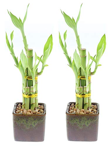 Best Ceramic Vase For Bamboo Plant
