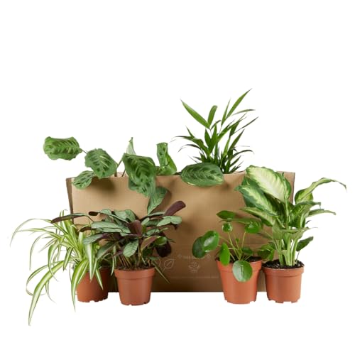 Bloomique - 6er Set - Pflanzenüberraschung - Grüne Pflanzenmischung - Zimmerpflanzen - Pflegeleicht - Luftreinigend - Höhe 25-50 cm - Topf 12 cm