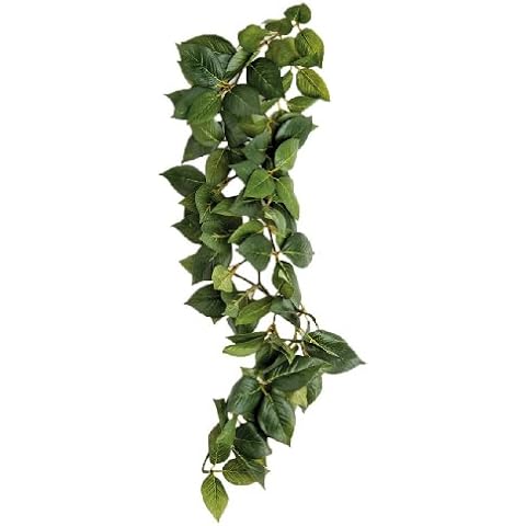 Komodo Sumatra Hanging Vine Plant, 23 cm Cover