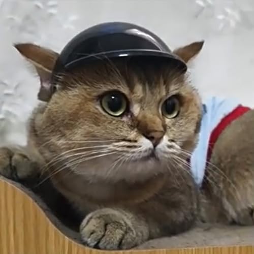Casque de vélo réglable et lunettes pour protéger son chat