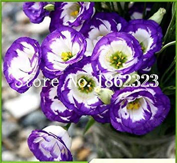 100 Pezzi Eustoma grandiflorum Lisianto Fiore perenne Piante Ornamentali Sementes de Flores: 21