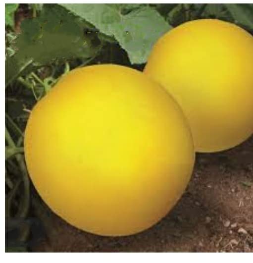 NATURE WORLD PREMIUM ORGANIC HYBRID ROUND YELLOW CUCUMBER PASUPU DOSAKAYA 365 DAYS PLANTING (300 SEEDS) (B0BJGNKR1Z) Amazon Price History, Amazon Price Tracker