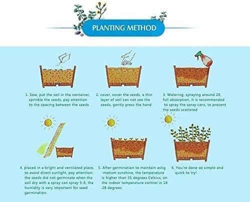 Miniatura 3 de Purple Wisteria Seeds - Vid en flor muy apreciada, Wisteria sinensis - Semillas frescas (10 semillas)