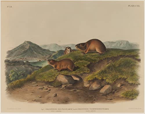 Image Sur Toile Georychus Audubon décoration murale premium