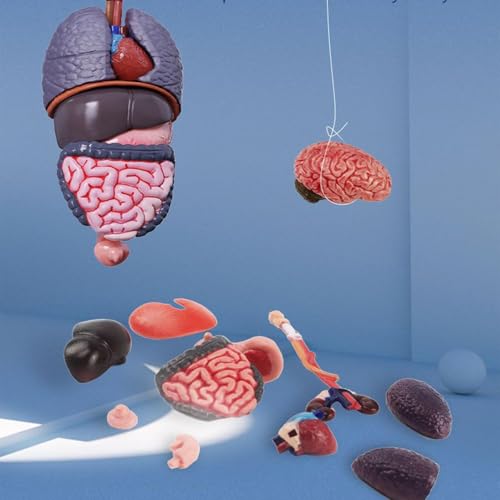 Modèle de squelette anatomique pour surmonter les blocages en sciences et anatomie - 4
