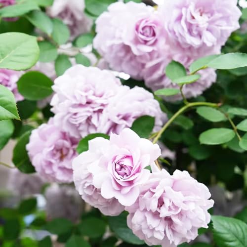 semillas de rosal, raras de jardín rocas resistentes semillas jardín arbustos balcón decoración exóticas ornamental resistente 250pcs