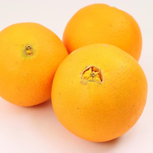 [先行予約] ネーブルオレンジ2.5kg+250g[柑橘・ジュース][IKE37]