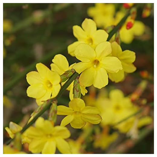 GardenersDream Jasminum Nudiflorum Jasmine Climber - Winter Jasmine Deciduous Flowering Garden Plant – Outdoor Garden-Ready Perennial Plant (9cm Pot, 20-30cm)
