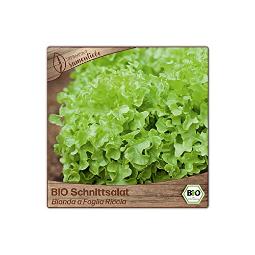 Samenliebe BIO Schnittsalat Samen Bionda a Foglia Riccia Wintersalat Salat grün 500 Samen samenfestes Gemüse Saatgut für Gewächshaus Freiland und Balkon BIO Gemüsesamen - Image 6