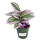JitoHouse Live Tradescantia Bubblegum Nanouk Purple Plant [Winter Thermal Packaging Included] | Fully Rooted Rare Houseplant for Home Office Wedding Decorations | Indoor and Outdoor Plant