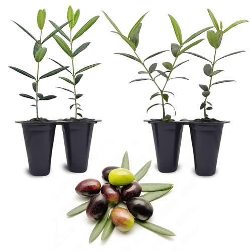 Olive Tree Arbequina (4 Pack) Real Olea Europaea | Easy to Grow Plants | Great Gift for Celebrations | Grow Your own Food on Your Edible Organic Garden| Edible Fruit Plant Live for Planting|