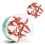 Ultum Nature Systems Live Tissue Culture - Cryptocoryne Albi...