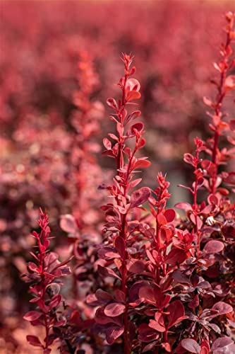 Berberis thunbergii 'Ruby Star' 30-40 cm – Winterhart • Mehrjährig • Pflegeleicht – Rote Heckenberberitze – Heckenpflanze für Garten & Sichtschutz