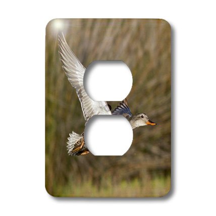 Canard colvert en vol plaque de prise murale 3dRose pour deco nature