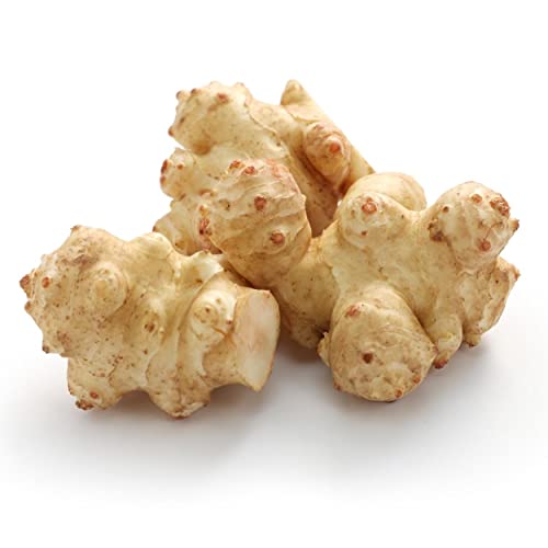 Fresh Tubers Jerusalem Artichokes for Planting OR Eating by Greenhouse PCA | AKA: Sunchokes Sunroot or Wild Sunflower) (5)