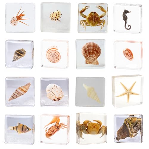 Image of Real 16pcs Sea Ocean Animals Specimen in Resin Preserved, Taxidermy Conch Sea-Urchin Crab Starfish Fish Snail Sea-Dog Seahorse, Science Classroom Specimens, Clear Acrylic Sealed (1.5x1.5x0.55-inch)