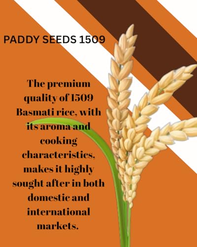 Image of Sampada Foods Agritech | Pusa Basmati Paddy Seeds 1509 | Pure Pusa Basmati Rice Seeds | For Farming Planting & Agriculture | 6 kg