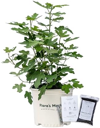 Fignomenal Fig Tree - Includes Planting kit (3 Gallon)