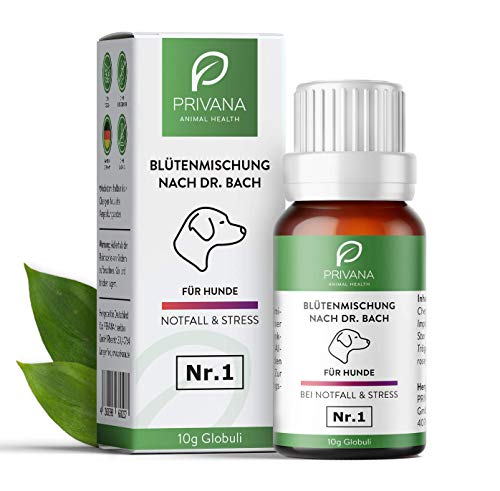 10/2020 Hund Globuli Die beliebtesten Modelle im Vergleich!