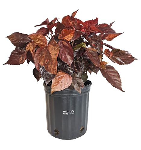 Nature’s Way Farms Copperleaf Red Outdoor Live Plant (25-30in Tall) in Grower Pot
