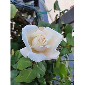 E.C.A.T.E. Rosa ROSSO BRILLANTE pianta in vaso [Ø19cm] (BIANCO)